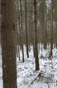 Parcelle forestières Sur le Brugeron